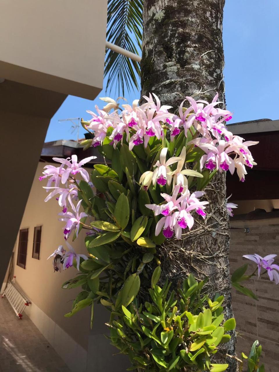 Recanto Lorenzi - Apartamentos Ubatuba Exteriér fotografie